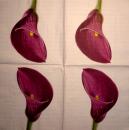 035 Calla - 3-ply